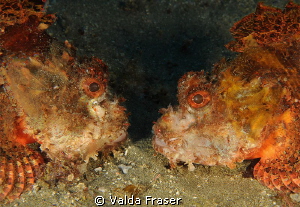 And then a "tooth and scale" fight began. by Valda Fraser 